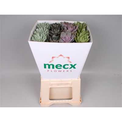 Echeveria Mecx Flower Mix