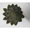 Echeveria Mensa Cutflower