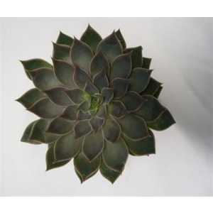 Echeveria Mensa Cutflower