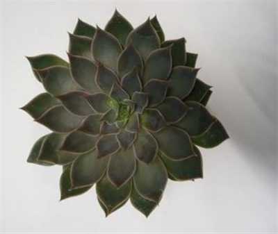 Echeveria Mensa Cutflower