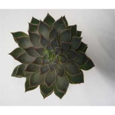 Echeveria Mensa Cutflower