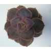 Echeveria Parel V Neurenberg Cutflower