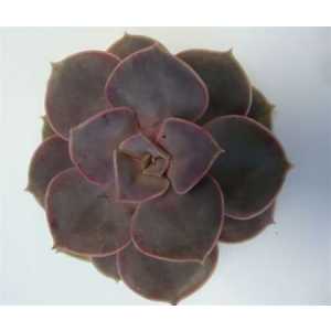 Echeveria Parel V Neurenberg Cutflower