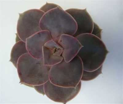Echeveria Parel V Neurenberg Cutflower