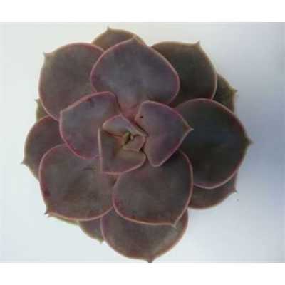 Echeveria Parel V Neurenberg Cutflower