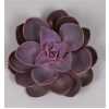 Echeveria Purple Pearl Cutflower