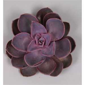 Echeveria Purple Pearl Cutflower