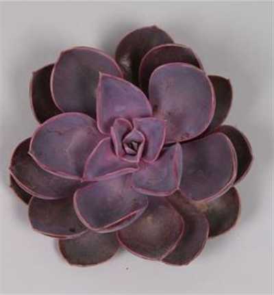 Echeveria Purple Pearl Cutflower