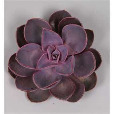 Echeveria Purple Pearl Cutflower