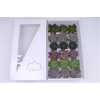 Echeveria Wincx Autumn Mix