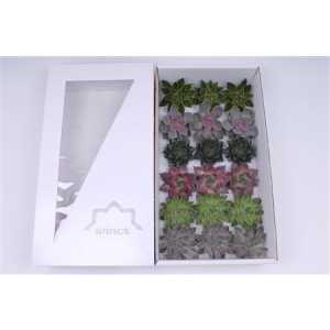 Echeveria Wincx Autumn Mix