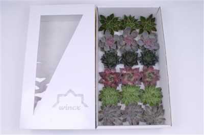 Echeveria Wincx Autumn Mix