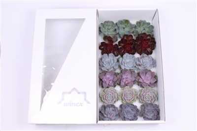 Echeveria Wincx Love Mix