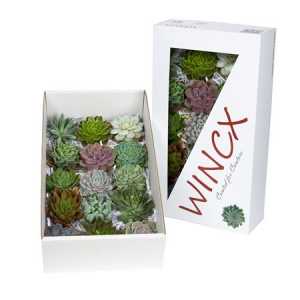 Echeveria Wincx Mix
