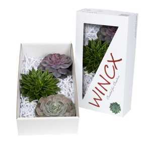 Echeveria Wincx Mix