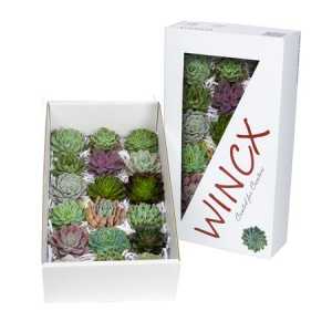 Echeveria Wincx Mix
