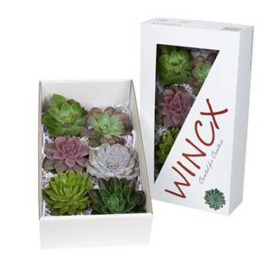 Echeveria Wincx Mix