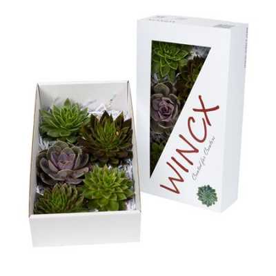 Echeveria Wincx Mix