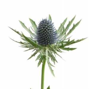 Eryngium Aqua