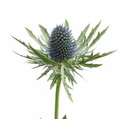 Eryngium Aqua