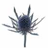 Eryngium Blue Dynamite