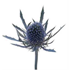 Eryngium Blue Dynamite