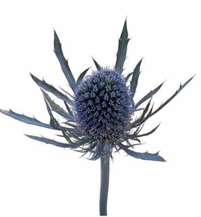 Eryngium Blue Dynamite