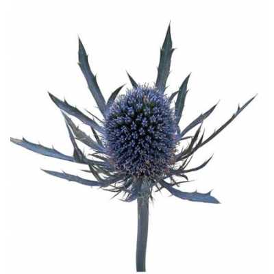 Eryngium Blue Dynamite
