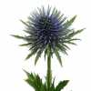 Eryngium Magnetar