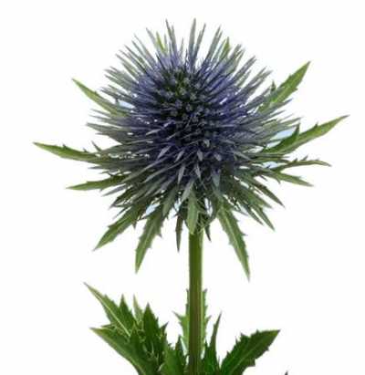 Eryngium Magnetar