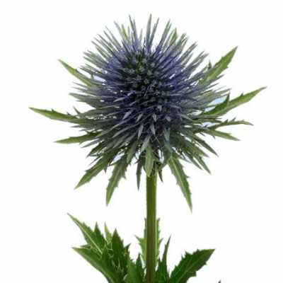 Eryngium Magnetar