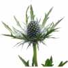 Eryngium Orion
