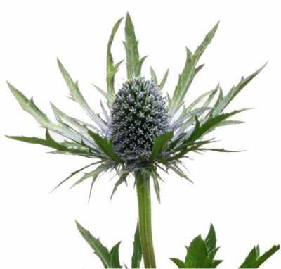 Eryngium Orion