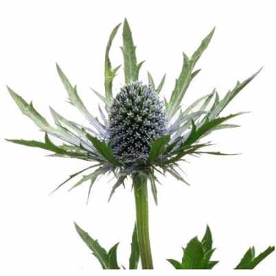 Eryngium Orion