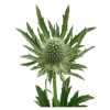 Eryngium Sirius