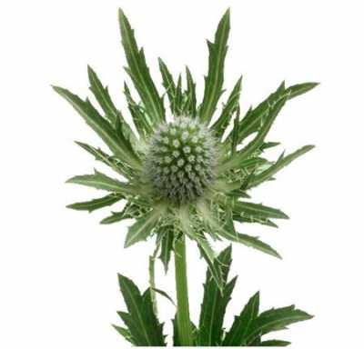 Eryngium Sirius