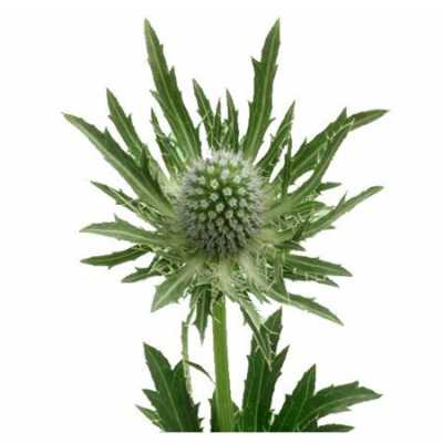 Eryngium Sirius