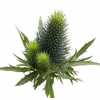 Eryngium Supernova