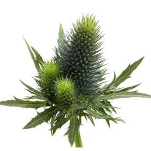 Eryngium Supernova