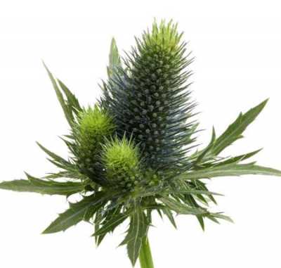 Eryngium Supernova