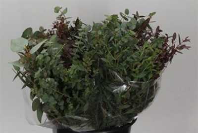 Eucalyptus Mix 45cm