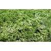 Eupatorium White