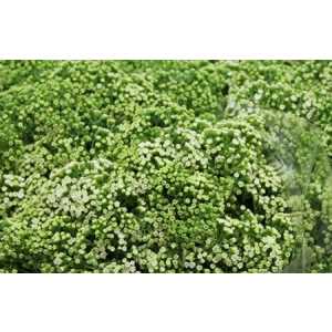 Eupatorium White