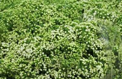 Eupatorium White