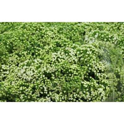 Eupatorium White