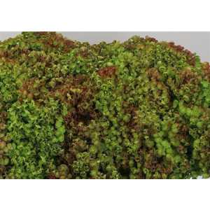 Euphorbia X Martinii