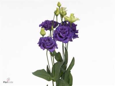 Eust Du Alissa Blue