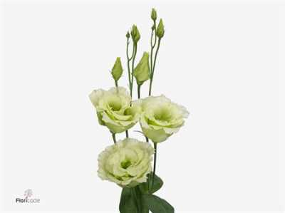 Eust Du Alissa Green