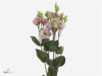 Eust Du Alissa L Pink