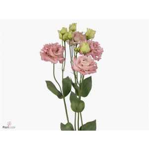 Eust Du Alissa Pink